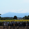 座間ひまわり祭り2018 栗原会場