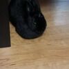 黒うさぎのお母ちゃんが…つぶやく