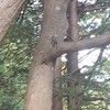 視線を感じる先にいたリス