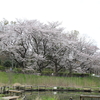 都立武蔵野公園を歩いて【桜】～写真散歩～3月下旬