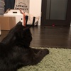 2018 4 28 今日のこぶし。 待ち猫こぶし。