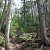 20100611_女峰山_帝釈山＿その3（女峰山頂まで）