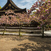 藤森神社の八重桜