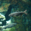 サツキマス Oncorhynchus masou ishikawae