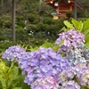 お出かけ・京都　三室戸寺の紫陽花・・・