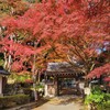 【滋賀県】大津市坂本、『西教寺』の紅葉