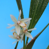 Coelogyne trinervis