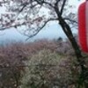 桜まつり