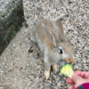 台風18号接近中のうさぎ島（大久野島）１日目、少ない観光客とうさぎ達、フェリー最終便変更へ