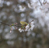 桜にスジグロシロチョウ