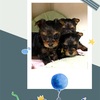 ハニーBaby生後３０日目募集開始