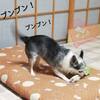 遊んで
