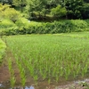 23/07/26　谷戸田の風景　田植えから46日目