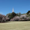 新宿御苑の桜は染井吉野から八重桜へ