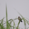 ホオジロムクドリ Indian-pied Starling