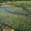 田君川の梅花藻の危機　多様性と科学的な保存方法を考える