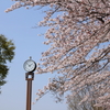 福生市-福生南公園へ桜を見に行く