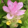 春ウコンの花2