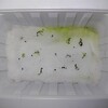 ハエトリソウ観察日記 36