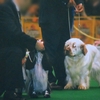 CLUMBER SPANIEL