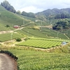 🌿５月の終わりに思う、家族との時間🍵