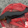 【落とし込み】室蘭沖南防波堤　夏アブ開幕( ・∇・)