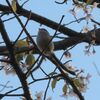 初々しい萌黄色 御衣黄桜咲く