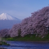 今年の桜行脚