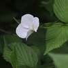 公園の花木