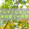 運気アップ！レモンの木と風水の驚くべき関係