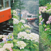 雨のアジサイと箱根登山鉄道と大きなフィルムカメラ（EOS 7）