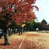 近所のお散歩で見つけた紅葉