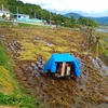 にっくき雨