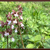 黄砂か花粉か