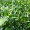 私と植物：さあ〜咲こう！！思うがままに。ミカンの花。