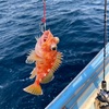 釣れる魚から海の状況を考える