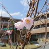 白寿の里の桜が開花しました