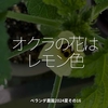 2483食目「オクラの花はレモン色」ベランダ農園2024夏その16