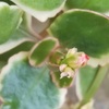 多肉植物の花！3月に蕾だった多肉たちの花が咲きました！