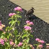 コガモとランタナ