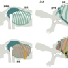 亀の骨格とゆったりとした動きの謎に迫る