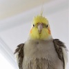 おうち時間
