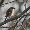 ジョウビタキだ!!～普通のことはフツーにやれでよくない？