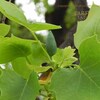 ユリノキ　百合の木の蕾（つぼみ）　新宿御苑