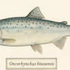琵琶湖の魚「ビワマス」が新種に認定される！学名が与えられた日