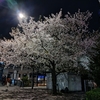 夜桜とスカイツリー　2024