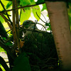 雉鳩の営巣