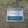 広島のハナミズキ並木