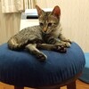 留守中の子猫さん