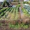 自家の畑で農作業